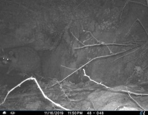 A Raccoon and a Porcupine Walk into a Crevice… thumbnail