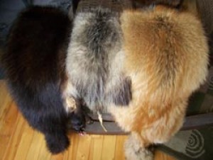 Three Tanned Pelts thumbnail