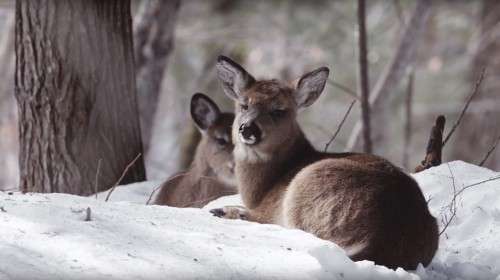 Deer in Yard