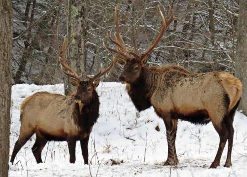 Elk