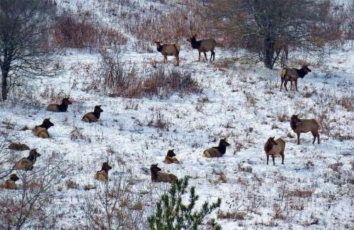 Elk