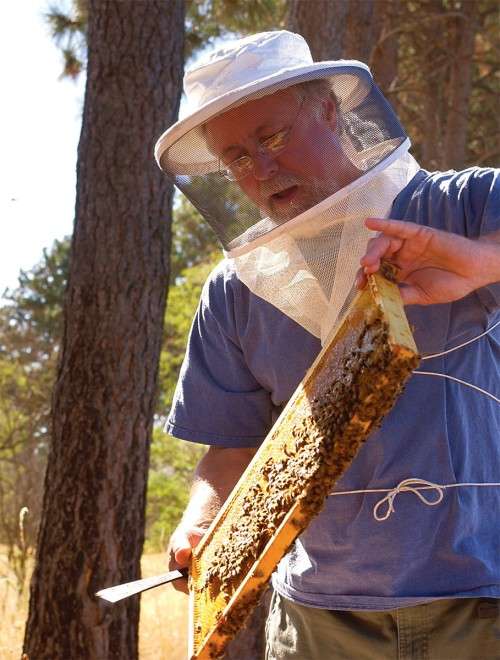 Entomologist with Honeybees