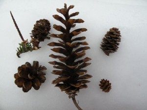 Cones thumbnail