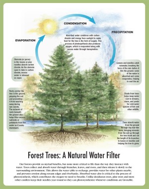 Forest Trees: A Natural Water Filter thumbnail