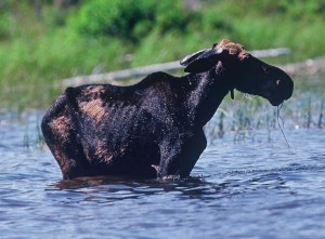 Ghost Moose: Winter Ticks Take Their Toll thumbnail