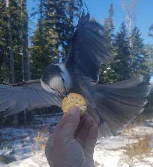 A Bird in Hand thumbnail