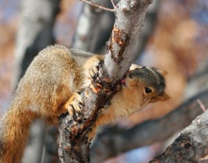 Tracking Tips: Squirrel Sap Taps thumbnail