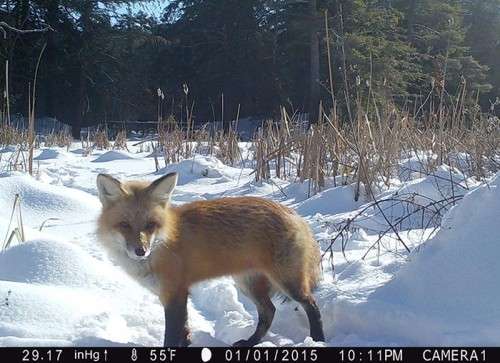 Header_Fox_Cam.jpg