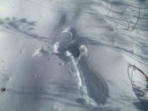 Marks in Fresh Snowfall thumbnail