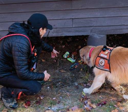 K9 Rescue Dog