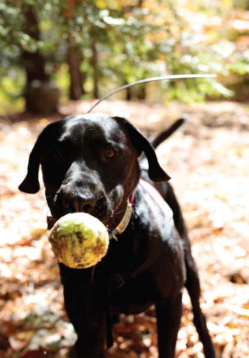 K9 Rescue Dog