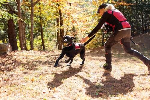 K9 Rescue Dog