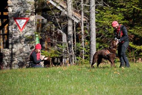 K9 Rescue Dog