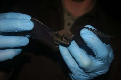 Bat Receiving Medical Care