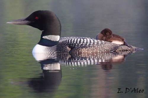 Loon Parent