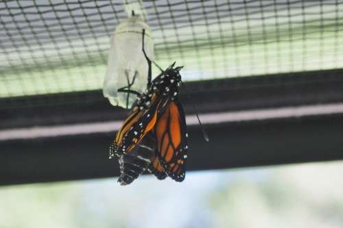 Monarch Emerging Fully