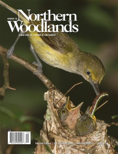 Cover of Northern Woodlands Summer 2020 Issue