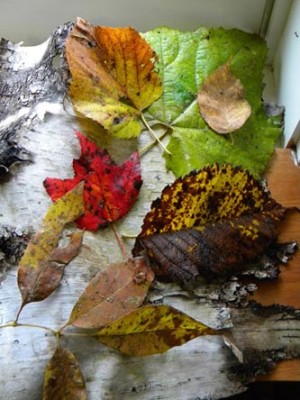 Fallen Leaves thumbnail