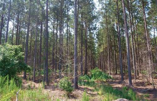 Pine Plantation