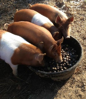 The Maple Syrup Model: Conserving Small Woodlots with Acorn-Finished Pork thumbnail