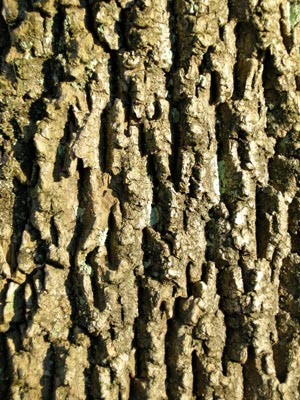 Pine_bark_2_cropped.jpg thumbnail