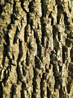 Pine_bark_2_cropped.jpg