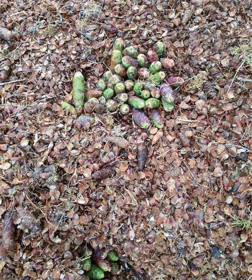 Red Squirrel Midden