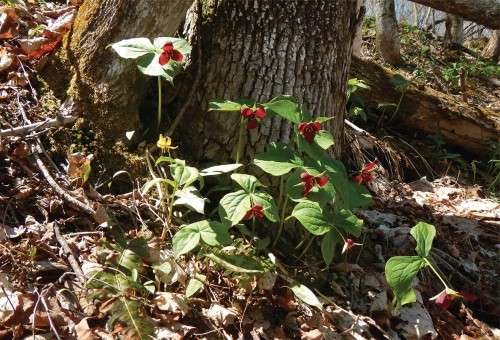 Wildflowers