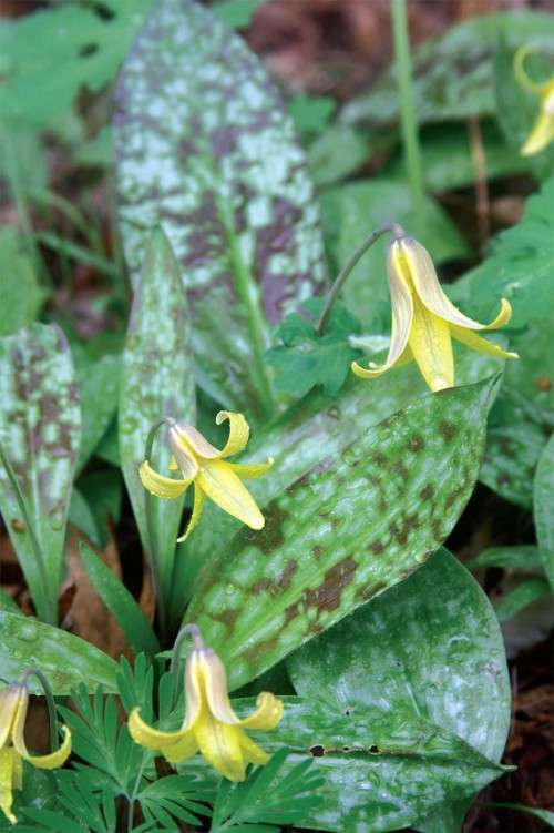 Wildflowers