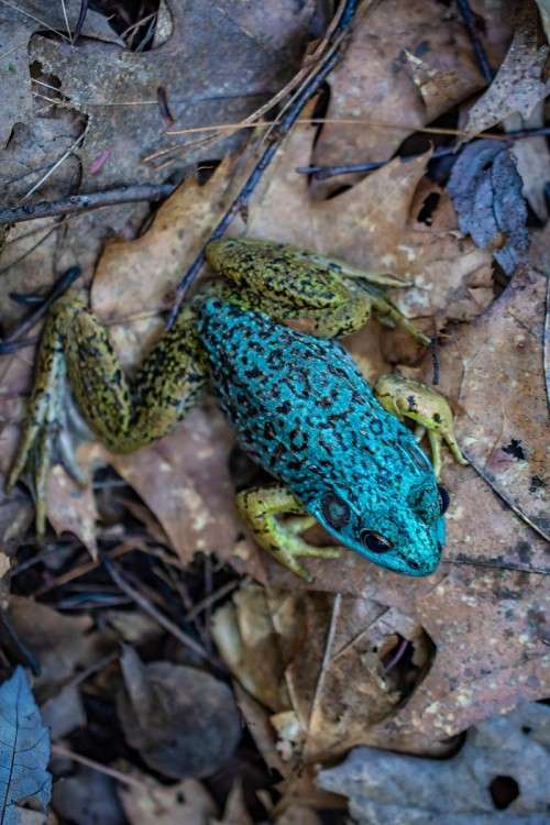 Blue Morph Green Frog