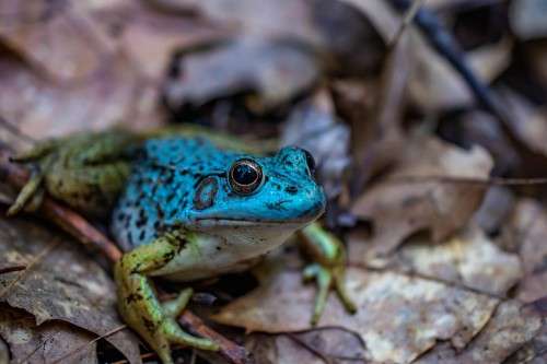 Blue Morph Green Frog 2