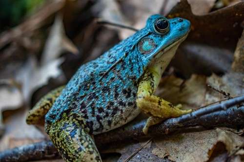 Blue Morph Green Frog 3