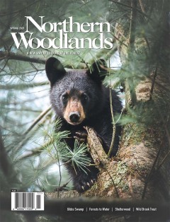 Cover of Northern Woodlands magazine