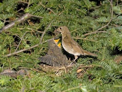 Bicknell's Thrush Nest