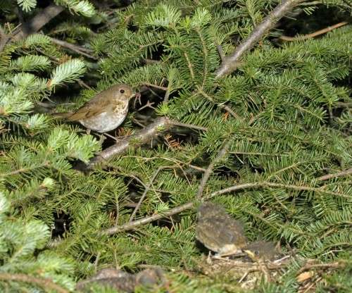 Bicknell's Thrush