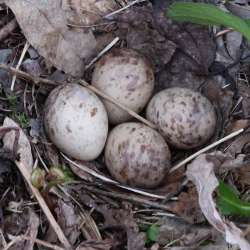 Eggs in Focus Photo: Sandy Dannis