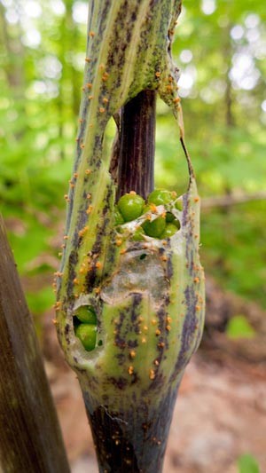 Red or Green Seeds thumbnail