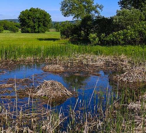 Susan_C_Morse_Muskrat_Housing.jpg