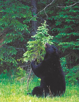 Tracking Tips: Bears in Spring Wetlands thumbnail