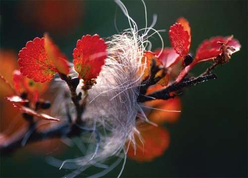 Susan_C_Morse_caribou_hair.jpg