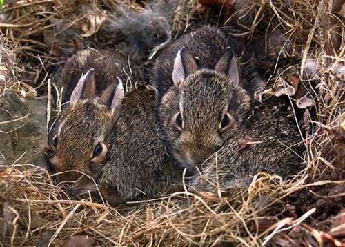 Susan_C_Morse_eastern_cottontails.jpg