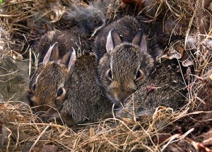 Tracking Tips: Summer’s Other Nest Builders thumbnail