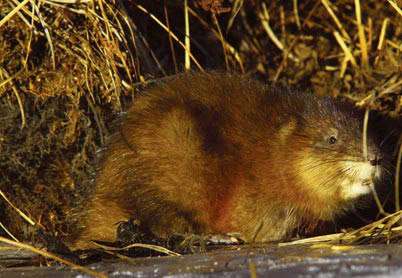 Muskrat