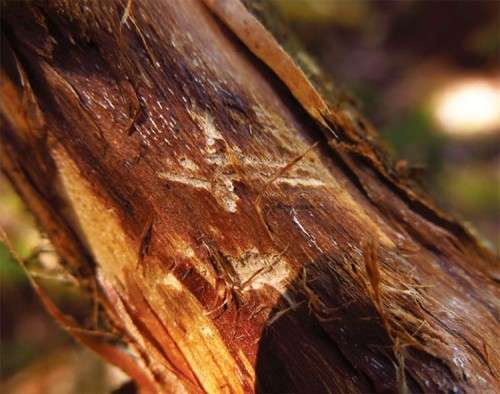 Susan_C_Morse_stripped_bark2.jpg