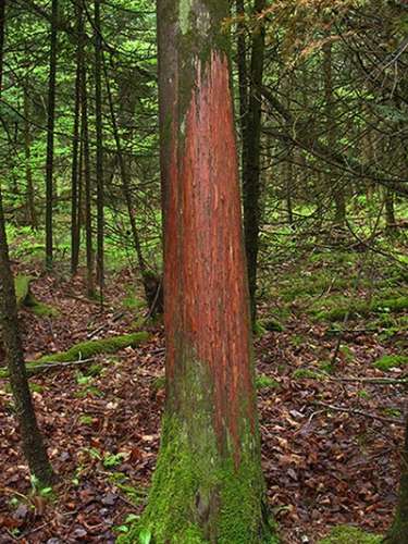 Susan_C_Morse_stripped_bark.jpg