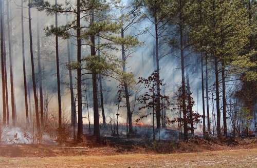 Prescribed Fire