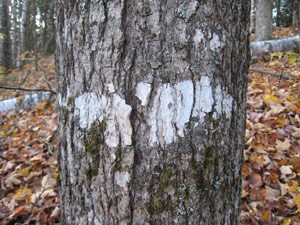 What Causes Those White Splotches on Tree Bark? Are They Bad For The Tree? thumbnail