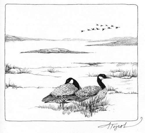 TOS_Canada_geese_web.jpg