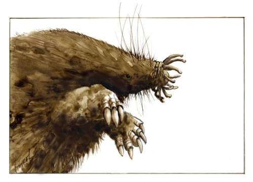 Star nosed mole