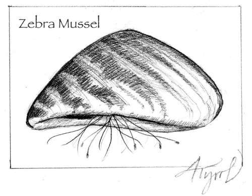 Zebra Mussels